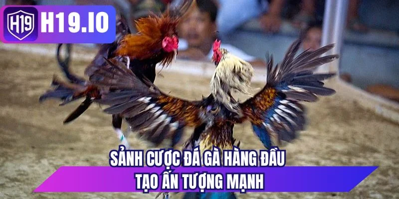 Sảnh cược đá gà hàng đầu tạo ấn tượng mạnh